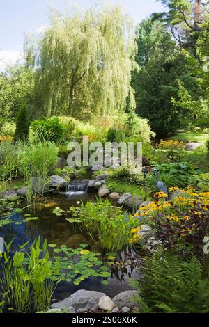 Teich mit Pondeteria cordata - Pickerelkraut, Nymphaea - Wasserlilie und gelbe Rudbeckia fulgida Goldsturm - Koneflower plus Salix - Trauerweide. Stockfoto