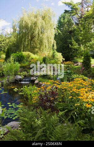 Teich mit Pondeteria cordata - Pickerelkraut, Nymphaea - Wasserlilie und gelbe Rudbeckia fulgida Goldsturm - Koneflower plus Salix - Trauerweide. Stockfoto