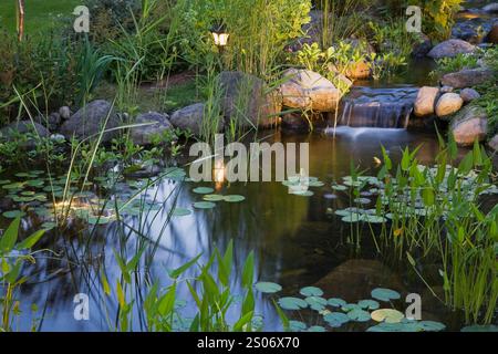 Beleuchteter Teich in der Abenddämmerung mit Wasserfall, Nymphaea - Wasserlilie und Pondeteria cordata - Pickerel Weed im Garten im Sommer. Stockfoto