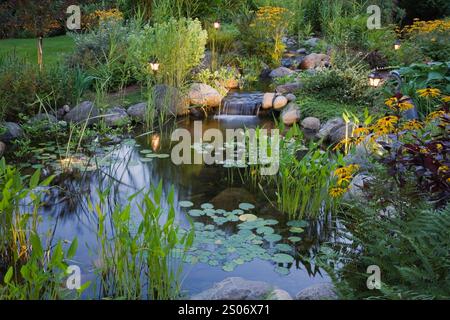 Beleuchteter Teich in der Abenddämmerung mit Wasserfall, Pondeteria cordata - Pickerel Weed, Nymphaea alba - Wasserlilie und gelber Rudbeckia fulgida „Goldsturm“. Stockfoto