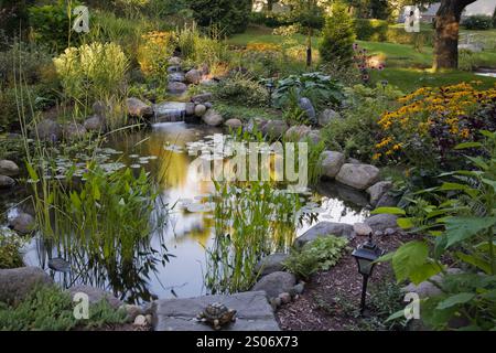 Beleuchteter Teich in der Abenddämmerung mit Wasserfall, Pondeteria cordata - Pickerel Weed, Nymphaea alba - Wasserlilie und gelber Rudbeckia fulgida „Goldsturm“. Stockfoto