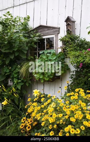 Gelbes Anthemis - Gänseblümchen-Blumen unter dem Fenster auf einer alten, weißen Holzbogenscheune mit Glasscheiben im rustikalen Garten im Sommer. Stockfoto