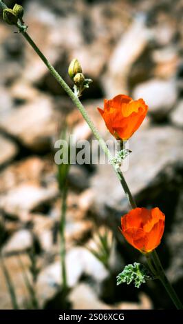 Eine lebendige Wüstenkugel-Malve in voller Blüte, die sich vor der trockenen Kulisse Nevadas mit ihren markanten orangefarbenen Blüten abhebt. Stockfoto