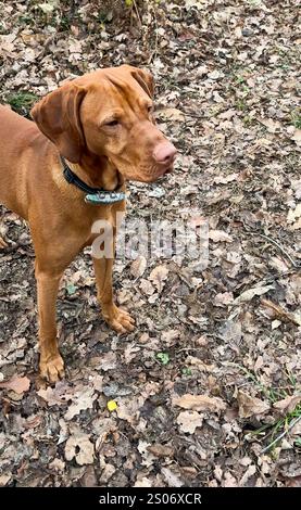 Ein Porträt von ungarischem Zeiger (ungarischer Vizsla) Welpen im Wald. Stockfoto