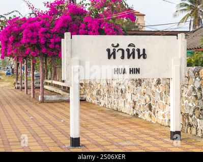 Hübsche und kleine magentafarbene Pflanzen, die hinter einem weißen Holzschild stehen und den Namen Hua hin in thailändischer und westlicher Sprache zeigen. Stockfoto