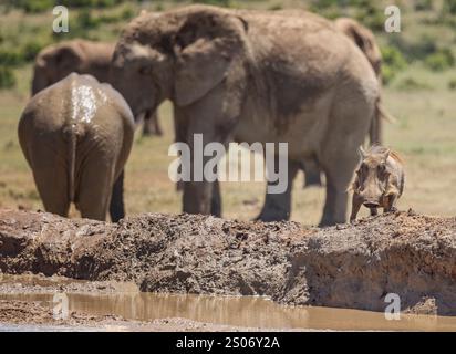 Warzenschwein am Rande des Wasserlochs mit Gruppe afrikanischer Elefanten in der Nähe im Addo Elephant Park, Südafrika Stockfoto
