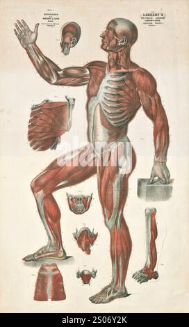 Der menschliche Körper zeigt die Muskeln. Thomas Scott Lamberts Bildanatomie, 1851. Abbildungen von Knochen, Muskeln, Nerven, Sinnesorganen, Blutgefäßen, und innere Organe Stockfoto