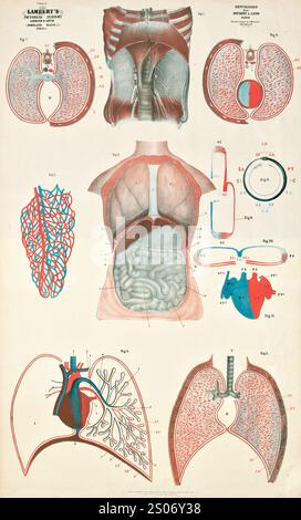 Diagramm mit den inneren menschlichen Organen. Thomas Scott Lamberts Bildanatomie, 1851 Stockfoto