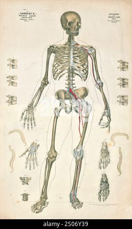 Menschliches Skuelett. Thomas Scott Lamberts Bildanatomie, 1851. Abbildungen von Knochen, Muskeln, Nerven, Sinnesorganen, Blutgefäßen, und innere Organe Stockfoto
