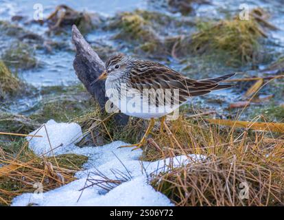 Pectoral Sandpiper auf der Suche in einem Feuchtgebiet an einem Novembertag im Norden von Wisconsin. Stockfoto