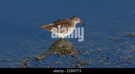 Pectoral Sandpiper auf der Suche in einem Feuchtgebiet an einem Novembertag im Norden von Wisconsin. Stockfoto