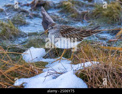 Pectoral Sandpiper auf der Suche in einem Feuchtgebiet an einem Novembertag im Norden von Wisconsin. Stockfoto