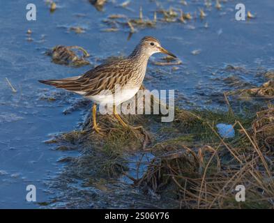 Pectoral Sandpiper auf der Suche in einem Feuchtgebiet an einem Novembertag im Norden von Wisconsin. Stockfoto