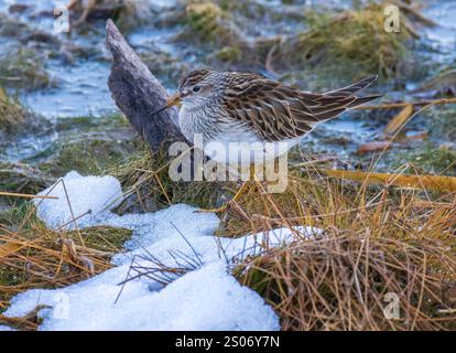 Pectoral Sandpiper auf der Suche in einem Feuchtgebiet an einem Novembertag im Norden von Wisconsin. Stockfoto