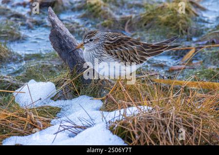 Pectoral Sandpiper auf der Suche in einem Feuchtgebiet an einem Novembertag im Norden von Wisconsin. Stockfoto