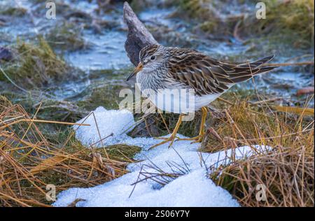 Pectoral Sandpiper auf der Suche in einem Feuchtgebiet an einem Novembertag im Norden von Wisconsin. Stockfoto