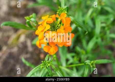 Helle, wunderschöne, ausdauernde Blüte Erysimum cheiri mit einem Blütenstand aus geöffneten Blüten und Knospen. Stockfoto