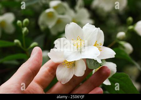 Weiß blühende Jasminblüten in der Hand einer Frau. Mensch und Natur. Gärtnerin in einem botanischen Garten im Sommer. Weiße Blumenblätter der Saison Stockfoto