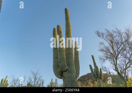 Der Saguaro-Kakteen, ein Symbol der Sonora-Wüste, steht hoch in dieser beeindruckenden Landschaft Arizonas. Seine massiven Arme erstrecken sich nach oben und heben die hervor Stockfoto