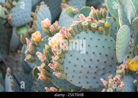 Eine Nahaufnahme eines Kaktuskaktus mit grünen Plättchen, bedeckt mit leuchtend gelben und rosa Blüten. Der Kaktus gedeiht in der rauen Wüstenumgebung, füge hinzu Stockfoto