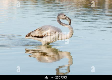 Junger großer Flamingo Phoenicopterus roseus mit Sonnenlicht, das von seinem Körper in den Salinen von Calpe, Spanien, abprallt Stockfoto