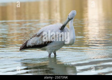 Junger großer Flamingo Phoenicopterus roseus mit goldenen Reflexen im Wasser der Salinen von Calpe, Spanien Stockfoto