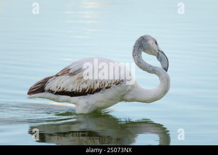 Junger großer Flamingo Phoenicopterus roseus in den Salinen von Calpe, Spanien Stockfoto