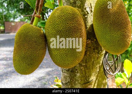 Reife Jackfrüchte Artocarpus heterophyllus wächst auf einem Baum in einem tropischen Garten, Phuket, Thailand. Nachhaltige Landwirtschaft, ökologischer Landbau Stockfoto