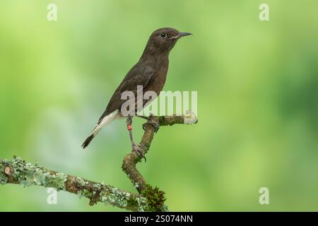 Schwarze Wheatear, Oenanthe leucura Stockfoto