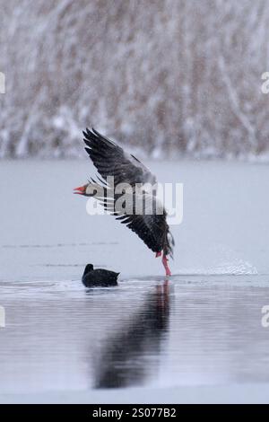 Graugans landen auf einem teilweise gefrorenen Meereis mit schneebedecktem Schilf im Hintergrund nach dem starken Schneefall Ende April in Helsinki, Finnland in Col Stockfoto