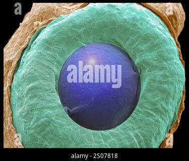 Auge eines Zebrafischembryos Stockfoto