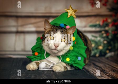 Eine niedliche bengalische Kreuzungskatze, die ein weihnachtskostüm in einem gemütlichen Studio trägt Stockfoto