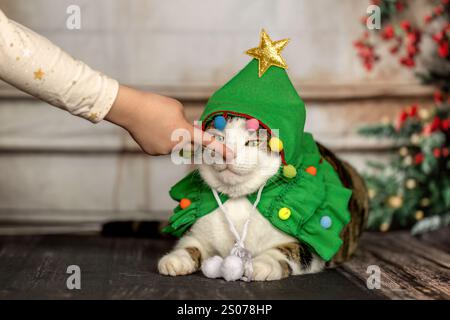 Eine niedliche bengalische Kreuzungskatze, die ein weihnachtskostüm in einem gemütlichen Studio trägt Stockfoto