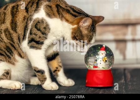 Eine niedliche bengalische Mischkatze in einem weihnachtsstudio Stockfoto