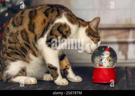 Eine niedliche bengalische Mischkatze in einem weihnachtsstudio Stockfoto