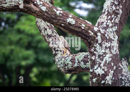 Kleiner carijó Falke Rupornis magnirostris Stockfoto