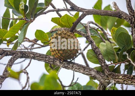 Marolo (Annona crassiflora), typische Frucht Zentralbrasiliens, exotische und seltene Früchte Stockfoto