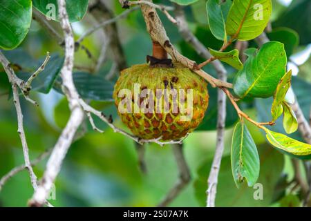 Marolo (Annona crassiflora), typische Frucht Zentralbrasiliens, exotische und seltene Früchte Stockfoto