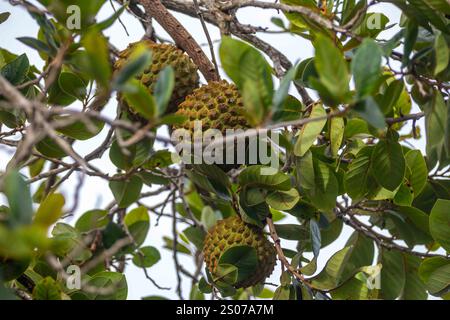 Marolo (Annona crassiflora), typische Frucht Zentralbrasiliens, exotische und seltene Früchte Stockfoto