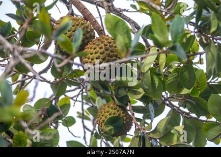 Marolo (Annona crassiflora), typische Frucht Zentralbrasiliens, exotische und seltene Früchte Stockfoto