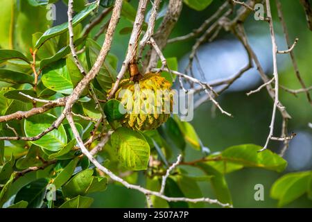 Marolo (Annona crassiflora), typische Frucht Zentralbrasiliens, exotische und seltene Früchte Stockfoto