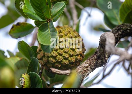 Marolo (Annona crassiflora), typische Frucht Zentralbrasiliens, exotische und seltene Früchte Stockfoto