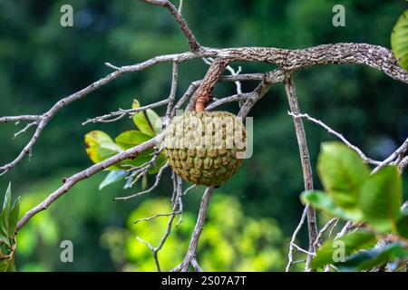 Marolo (Annona crassiflora), typische Frucht Zentralbrasiliens, exotische und seltene Früchte Stockfoto