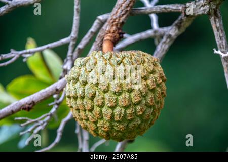 Marolo (Annona crassiflora), typische Frucht Zentralbrasiliens, exotische und seltene Früchte Stockfoto