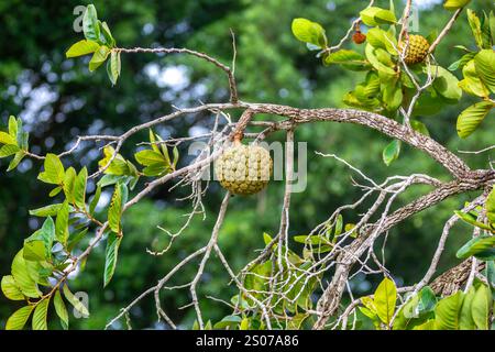 Marolo (Annona crassiflora), typische Frucht Zentralbrasiliens, exotische und seltene Früchte Stockfoto