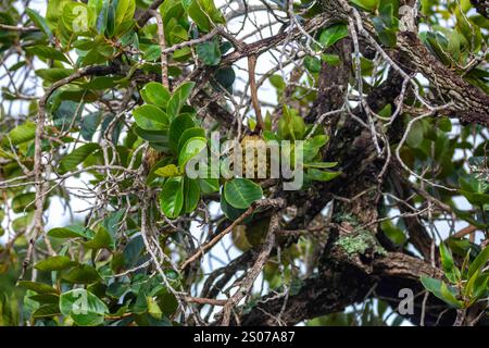 Marolo (Annona crassiflora), typische Frucht Zentralbrasiliens, exotische und seltene Früchte Stockfoto