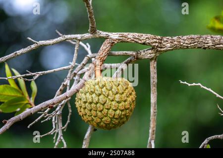 Marolo (Annona crassiflora), typische Frucht Zentralbrasiliens, exotische und seltene Früchte Stockfoto