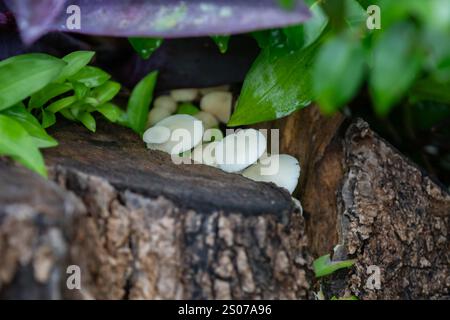 Wilde Pilze, die im brasilianischen Regenwald wachsen Stockfoto