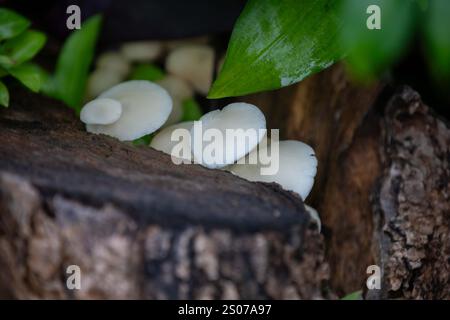 Wilde Pilze, die im brasilianischen Regenwald wachsen Stockfoto