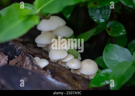 Wilde Pilze, die im brasilianischen Regenwald wachsen Stockfoto